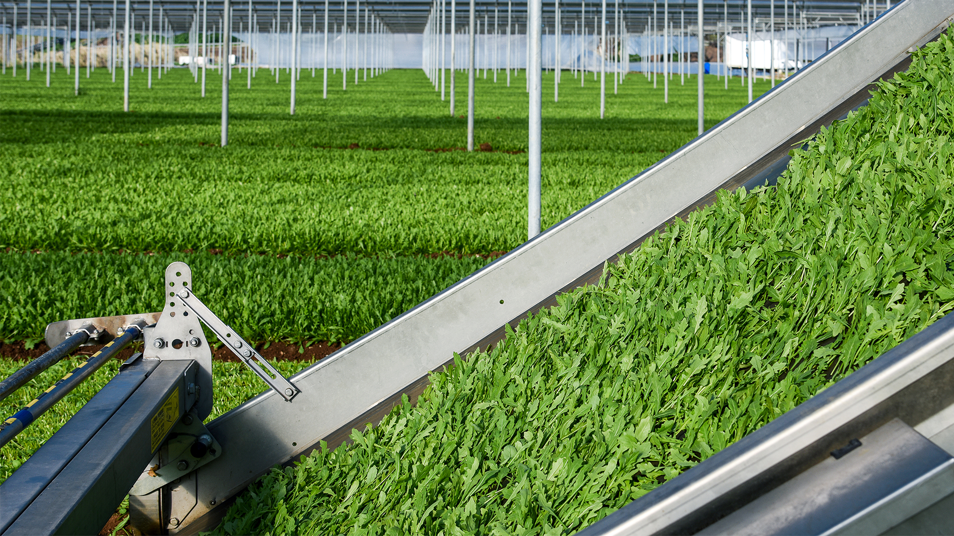 Serra con rucola raccolta con una raccoglitrice elettrica