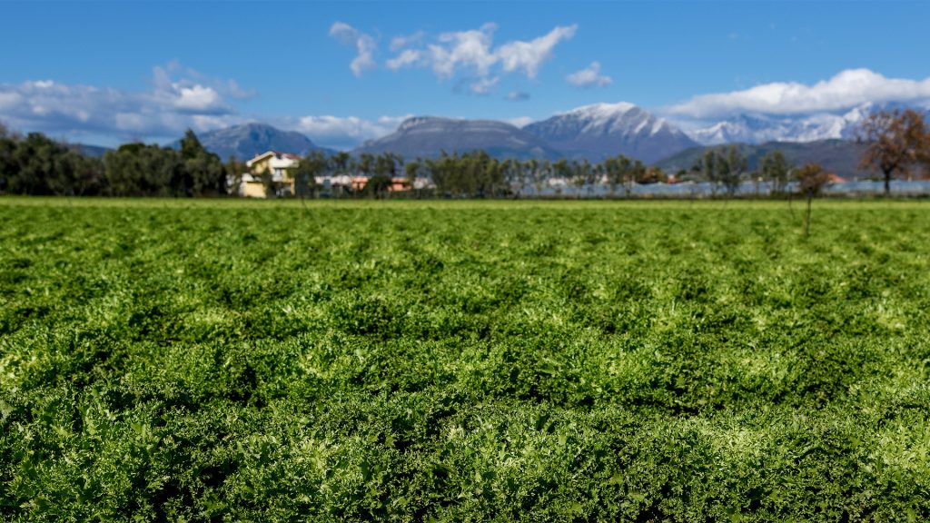 Campo di lattughe con Monti Alburni innevati sullo sfondo