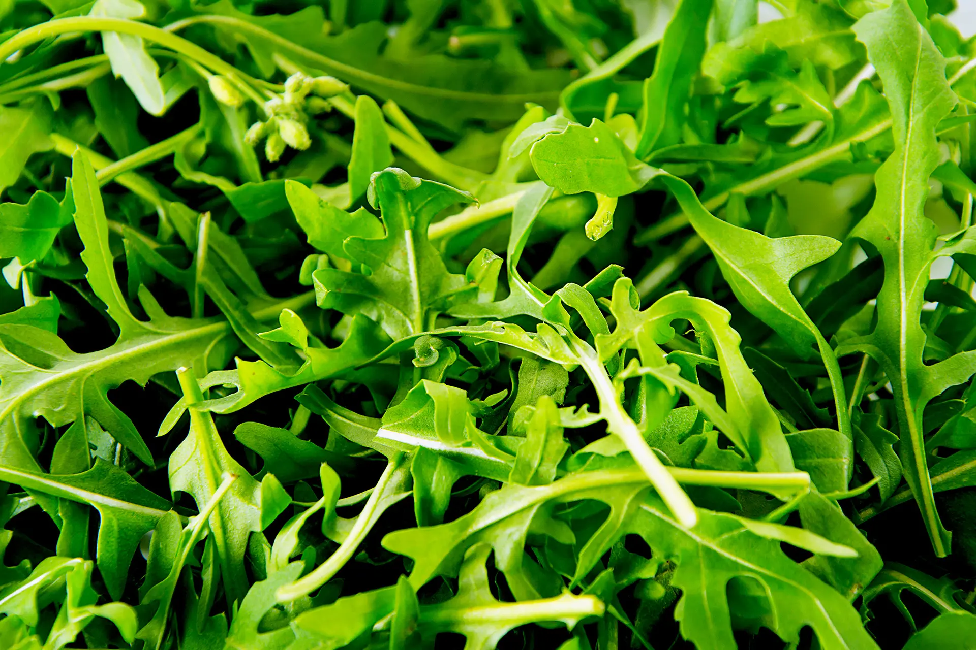 rucola-piana-del-sele copia